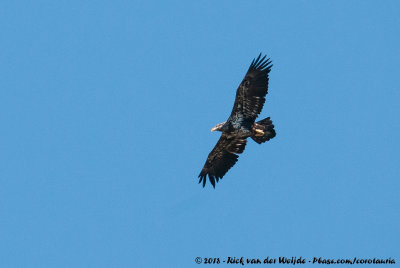 Bald EagleHaliaeetus leucocephalus leucocephalus