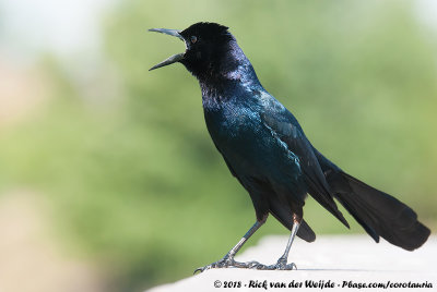 Boat-Tailed GrackleQuiscalus major westoni