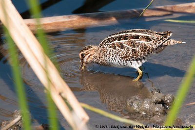 Wilson's SnipeGallinago delicata