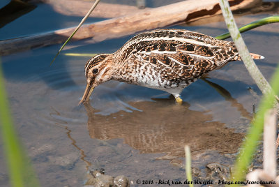 Wilson's SnipeGallinago delicata