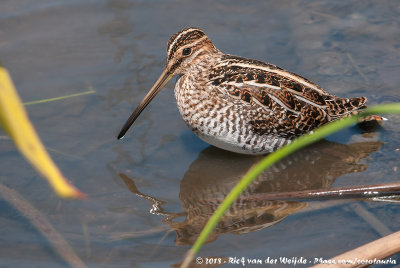 Wilson's SnipeGallinago delicata