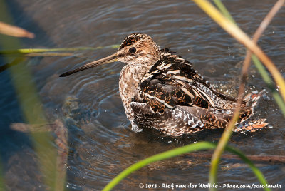 Wilson's SnipeGallinago delicata