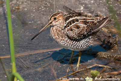 Wilson's SnipeGallinago delicata