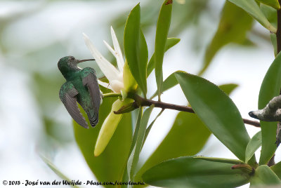 Mangrove HummingbirdAmazilia boucardi