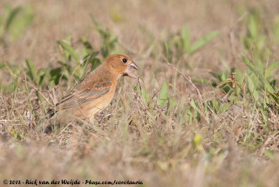 Blue GrosbeakPasserina caerulea caerulea