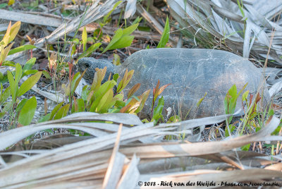 Florida Gopher Tortoise  (Gopherschildpad)