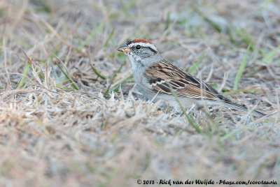 Chipping Sparrow  (Musgors)