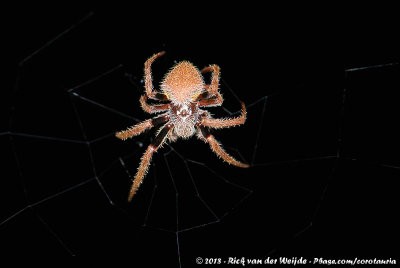 Tropical Orbweaver  (Eriophora ravilla)