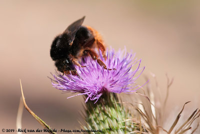 Corsican Bumblebee  (Corsicaanse Aardhommel)