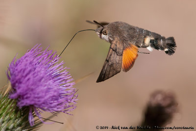 Hummingbird Hawk Moth<br><i>Macroglossum stellatarum</i>