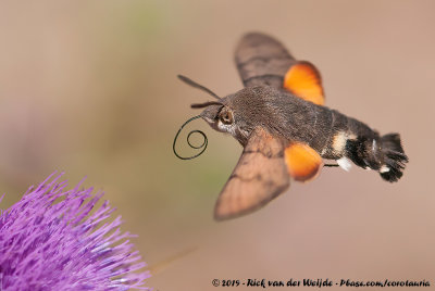 Hummingbird Hawk MothMacroglossum stellatarum
