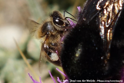 Western Honey BeeApis mellifera ssp.
