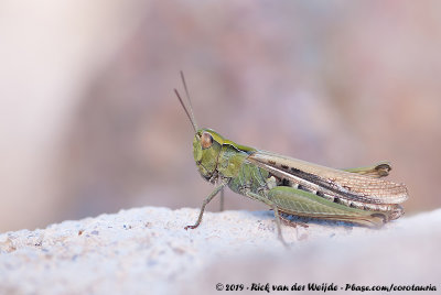 Common Field GrasshopperChorthippus brunneus brunneus