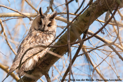 Long-Eared OwlAsio otus otus