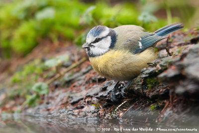 Eurasian Blue TitCyanistes caeruleus caeruleus