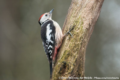 Middle Spotted WoodpeckerDendrocoptes medius medius