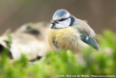 Eurasian Blue TitCyanistes caeruleus caeruleus