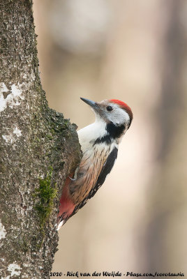 Middle Spotted WoodpeckerDendrocoptes medius medius