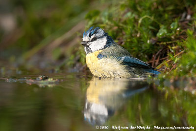 Eurasian Blue TitCyanistes caeruleus caeruleus