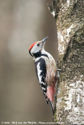 Middle Spotted WoodpeckerDendrocoptes medius medius