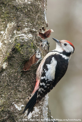 Middle Spotted Woodpecker  (Middelste Bonte Specht)