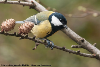 Great TitParus major major