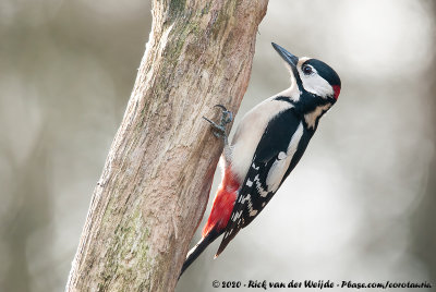 Great Spotted WoodpeckerDendrocopos major pinetorum