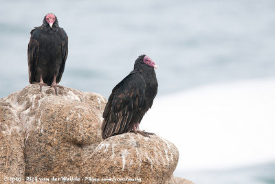 Turkey VultureCathartes aura ssp.