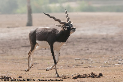 Blackbuck<br><i>Antilope cervicapra ssp.</i>