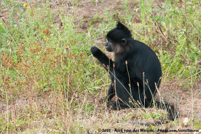 Black Crested MangabeyLophocebus aterrimus