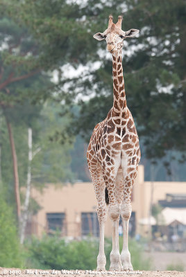 GiraffeGiraffa camelopardalis ssp.