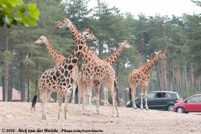 GiraffeGiraffa camelopardalis ssp.