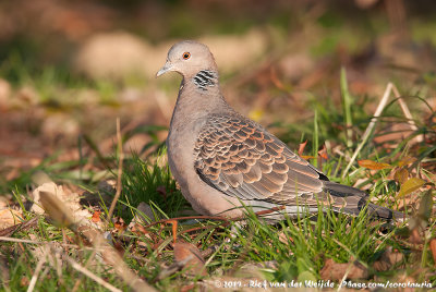 Oriental Turtle Dove  (Oosterse Tortel)