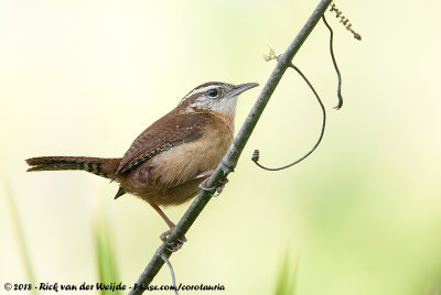 Carolina Wren  (Carolinawinterkoning)