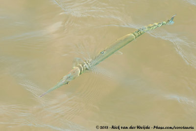 Atlantic NeedlefishStrongylura marina