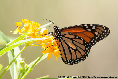 American Monarch  (Monarchvlinder)