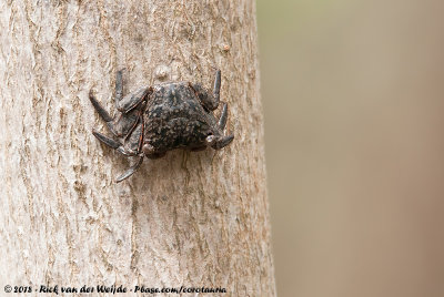 Mangrove Tree Crab  (Mangroveboomkrab)