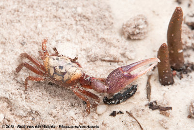 Atlantic Sand Fiddler CrabLeptuca pugilator