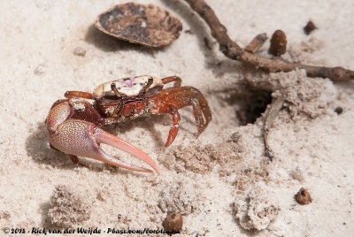 Atlantic Sand Fiddler Crab (Atlantische Wenkkrab) Photo Gallery by Rick &  José van der Weijde at