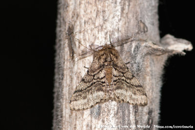 Brindled BeautyLycia hirtaria hirtaria