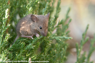 House Mouse  (Huismuis)