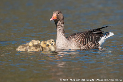 Greylag GooseAnser anser anser