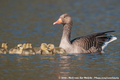 Greylag GooseAnser anser anser