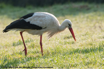 White StorkCiconia ciconia ciconia