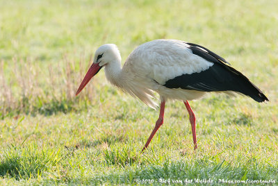 White StorkCiconia ciconia ciconia