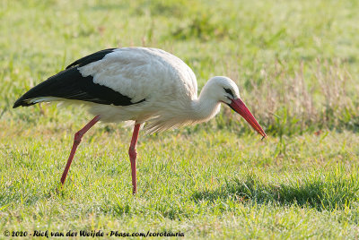 White StorkCiconia ciconia ciconia