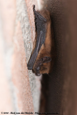 Common Pipistrelle  (Gewone Dwergvleermuis)