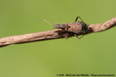 Ant Damsel BugHimacerus mirmicoides