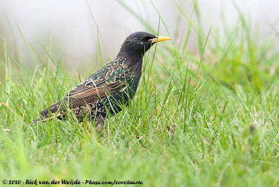 Common StarlingSturnus vulgaris vulgaris