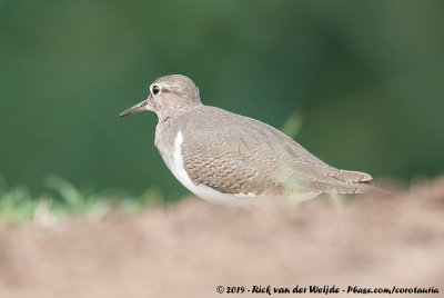 Common SandpiperActitis hypoleucos